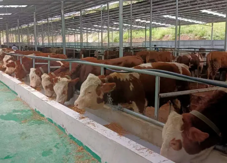 肉牛养殖产业经济研究报告:多家企业将“品牌牛肉业务”提上日程